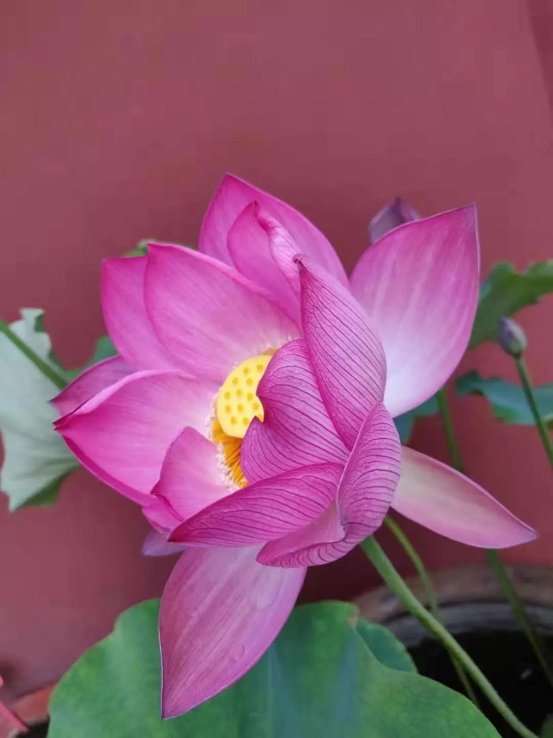 千手千眼观音院2019年第三次放生通知